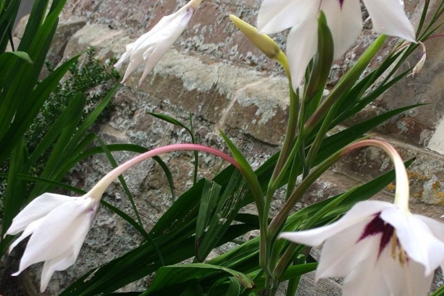 Acidanthera murielae - Peacock Lilies