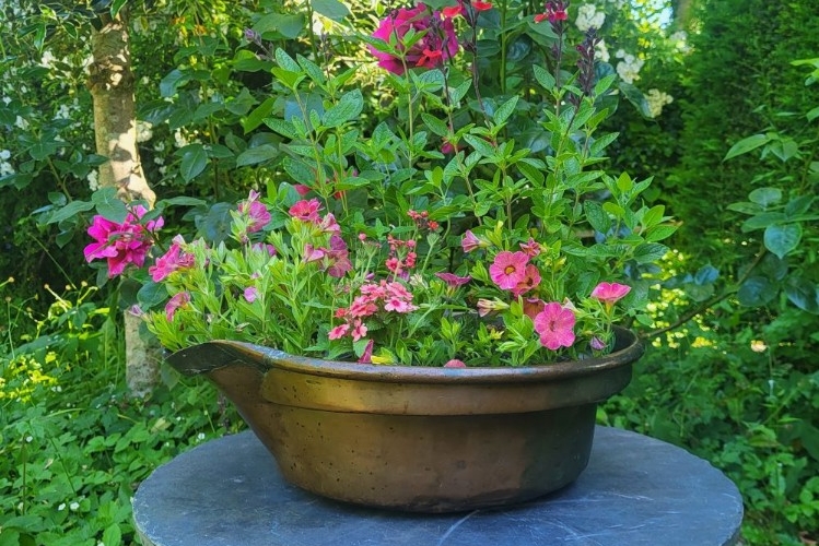 Antique copper champagne pan planted here with Saliva 'Wine and Roses' Calibrochoa 'Diva Apricot' and Verbena Showboat 'Mango Orange'